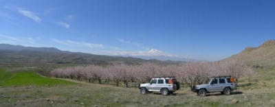 Flowering Apricot Tour